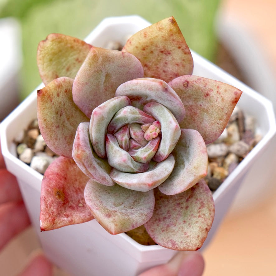 Echeveria German Champagne Korean Succulent Plant