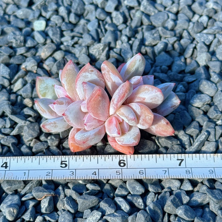 Echeveria Trumso Succulent Plant G