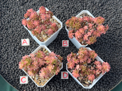 Variegated Aeonium sedifolium Korean Succulent Plant