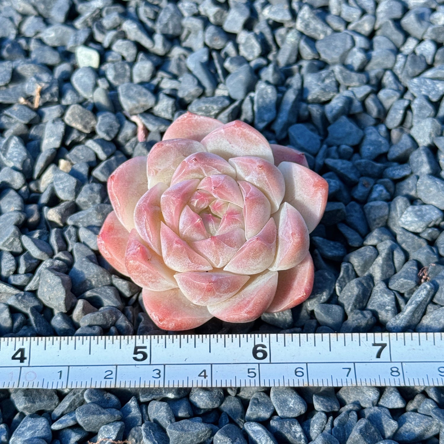 Echeveria Mystery Hybrid Succulent Plant G