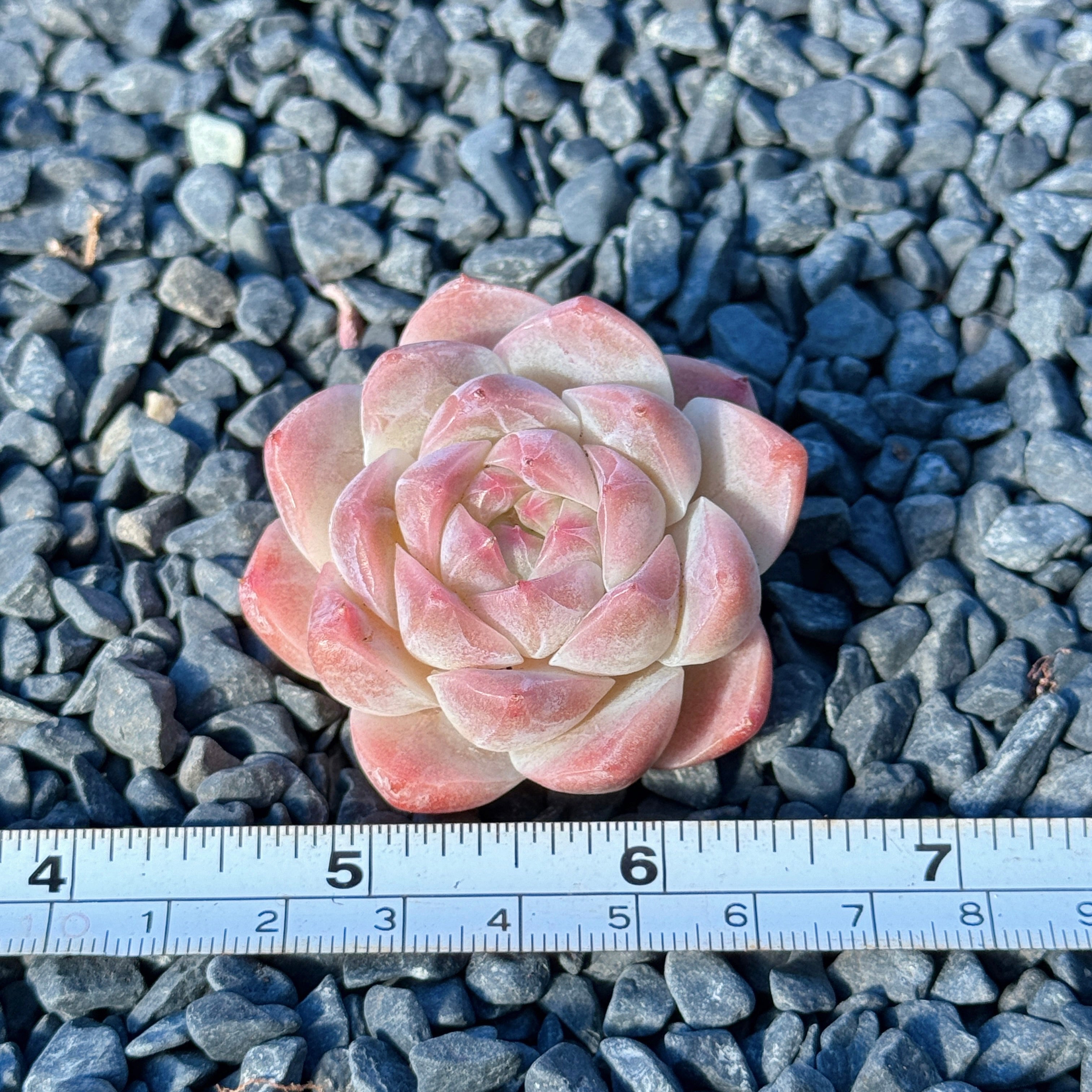 Echeveria Mystery Hybrid Succulent Plant G