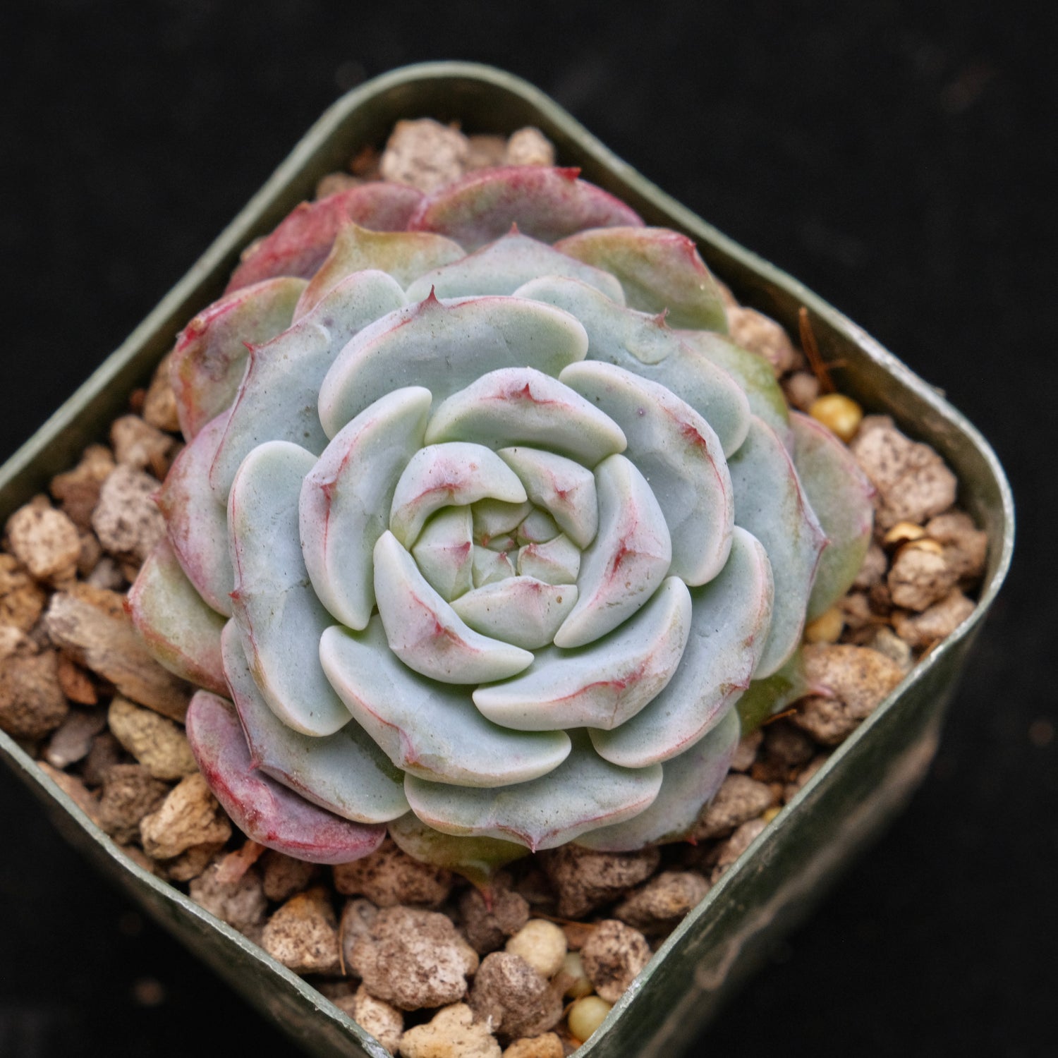 Echeveria Michelin Korean Succulent Plant Changhee hybrid