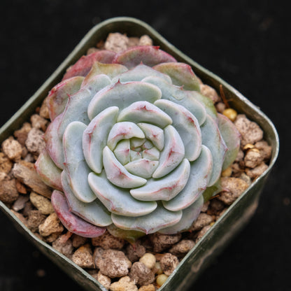 Echeveria Michelin Korean Succulent Plant Changhee hybrid