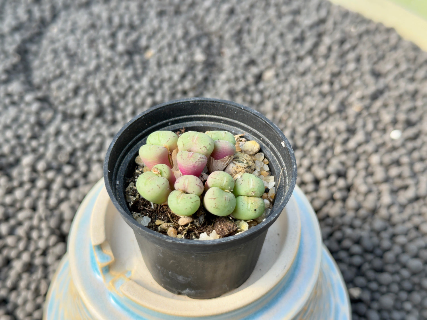 Conophytum species Imported Succulent Plant
