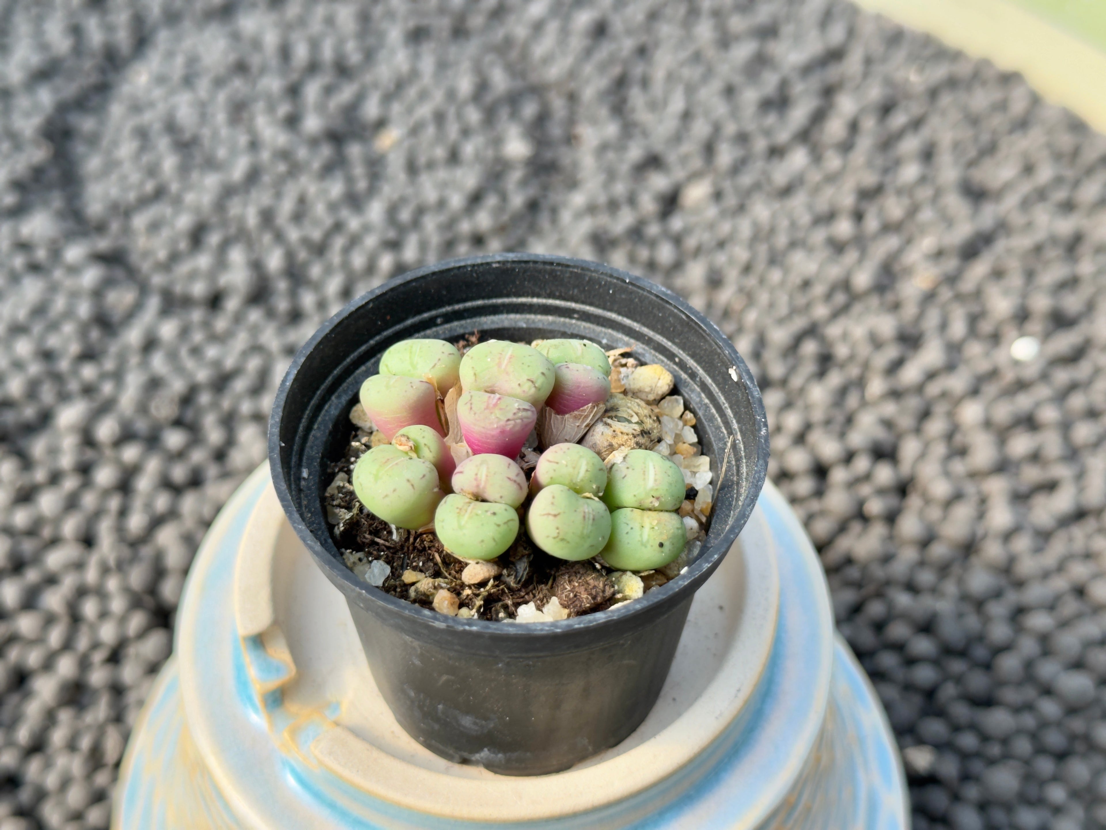 Conophytum species Imported Succulent Plant