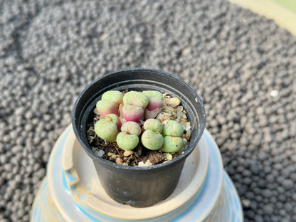 Conophytum species Imported Succulent Plant