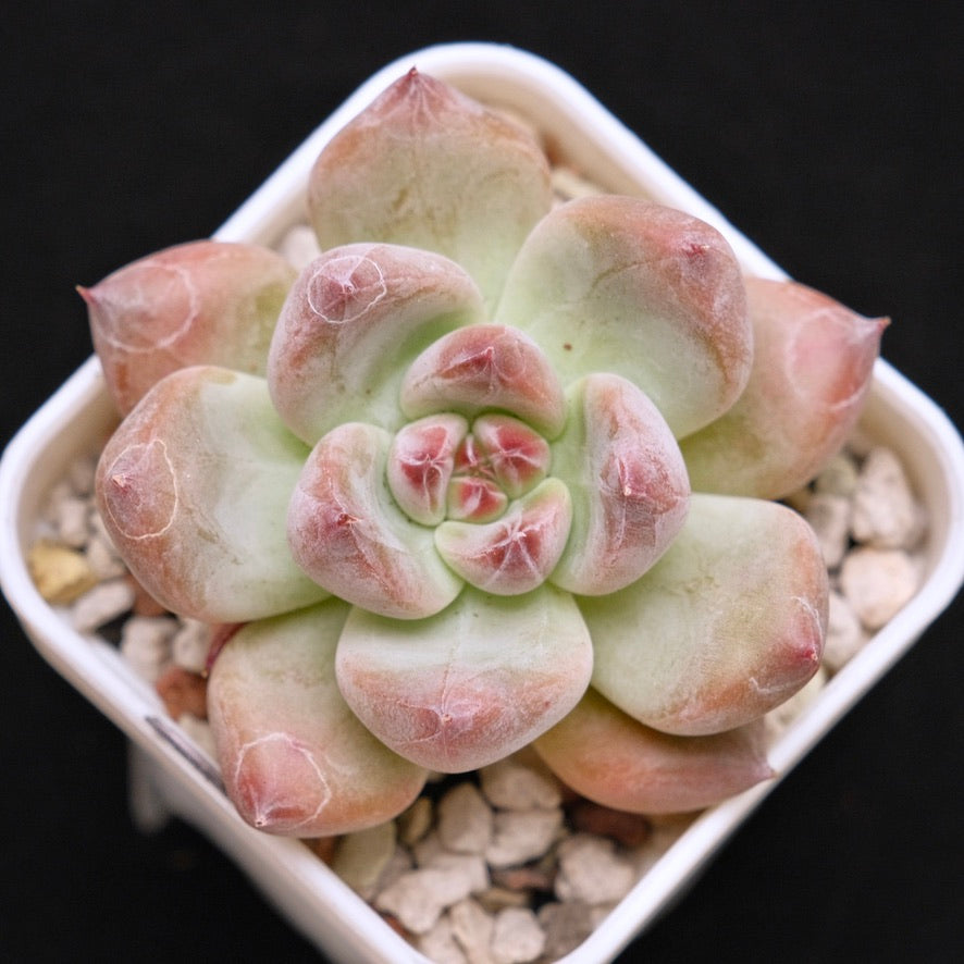 Chubby Echeveria Shakino hybrid Korean Succulent Plant
