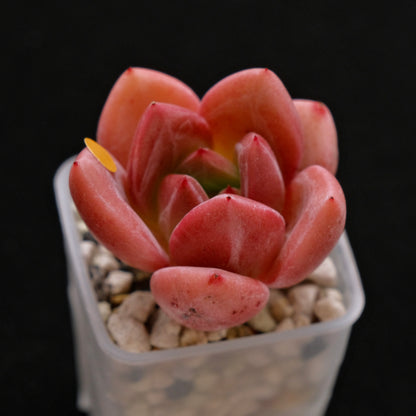 Echeveria Powdery Cotton Korean Succulent Plant