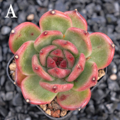 Echeveria Amestro A Korean Imported Succulent Plant