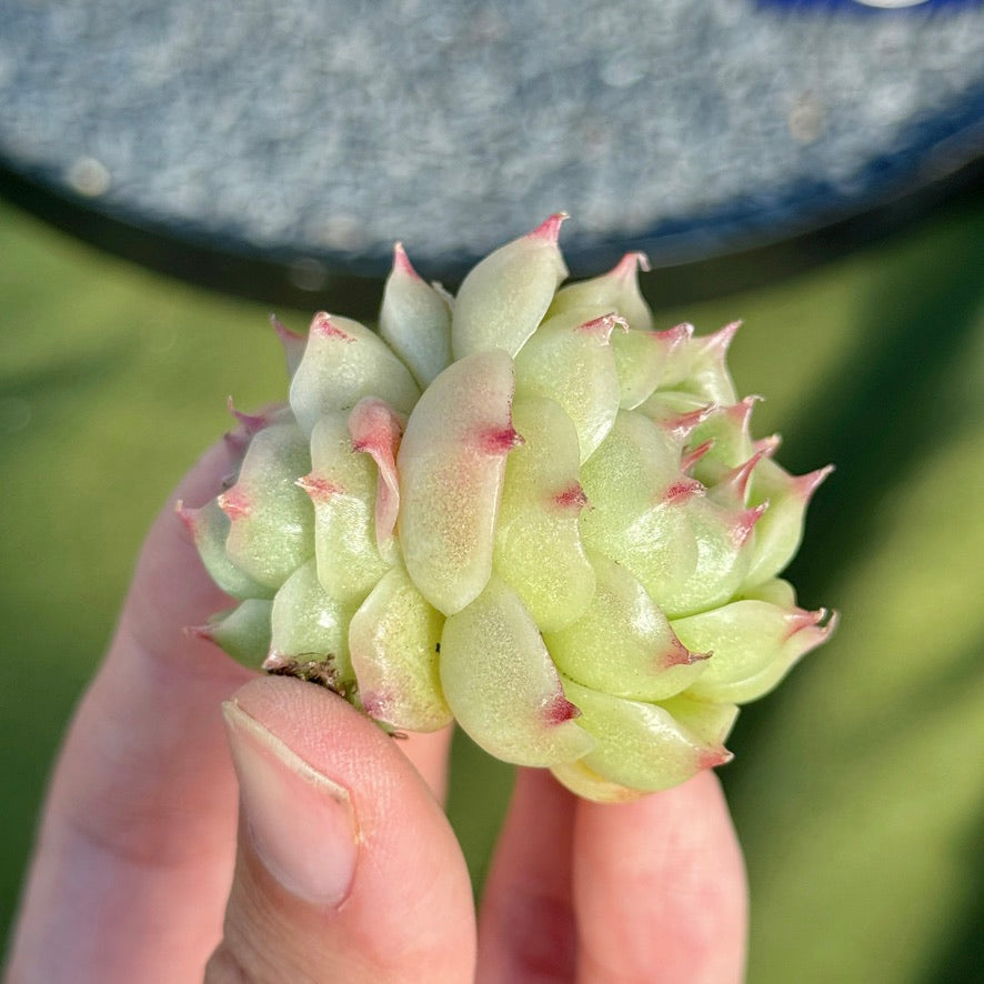 Echeveria Malgan Succulent Plant C
