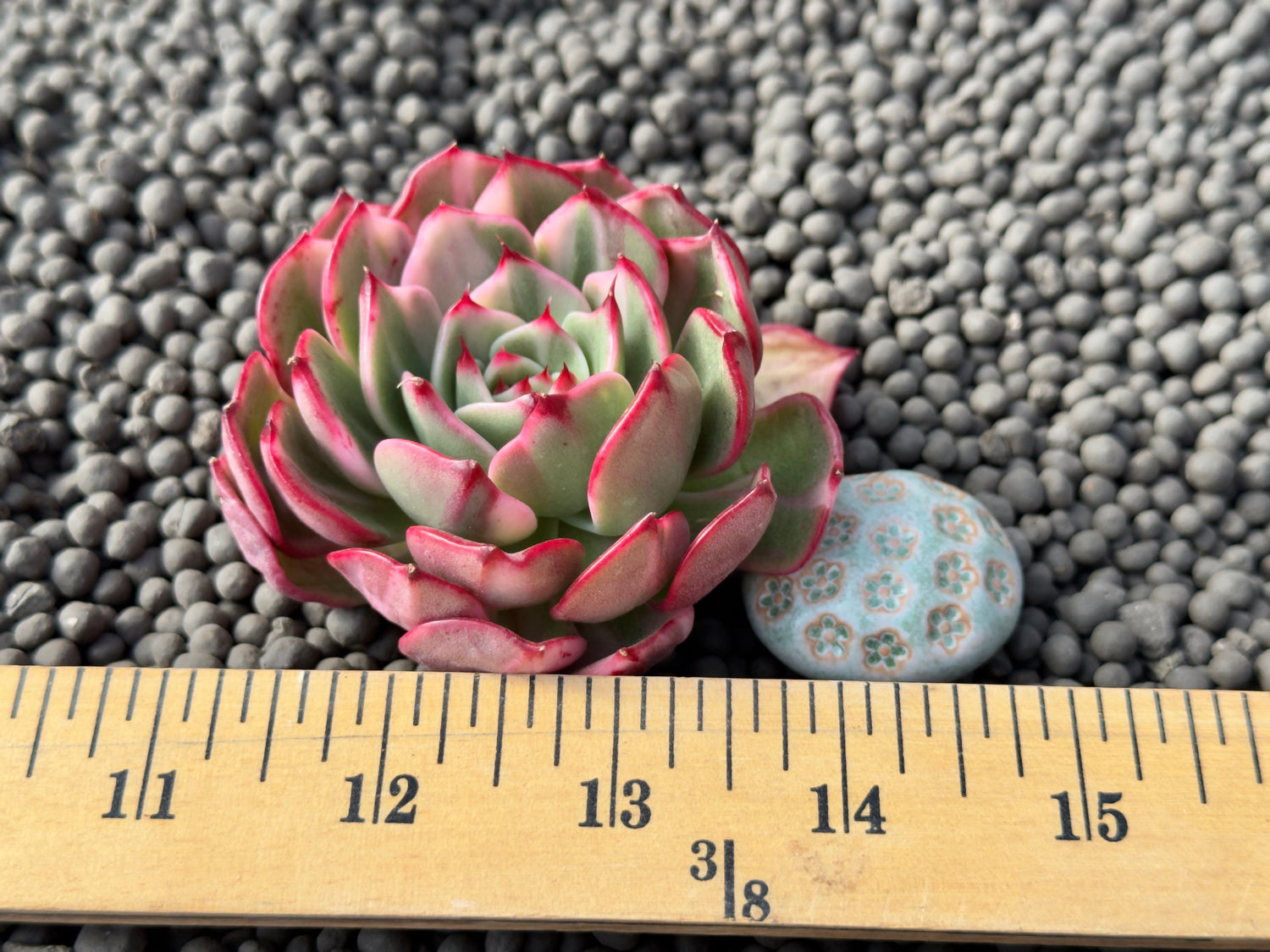 Variegated Echeveria Flamenco Korean Succulent Plant