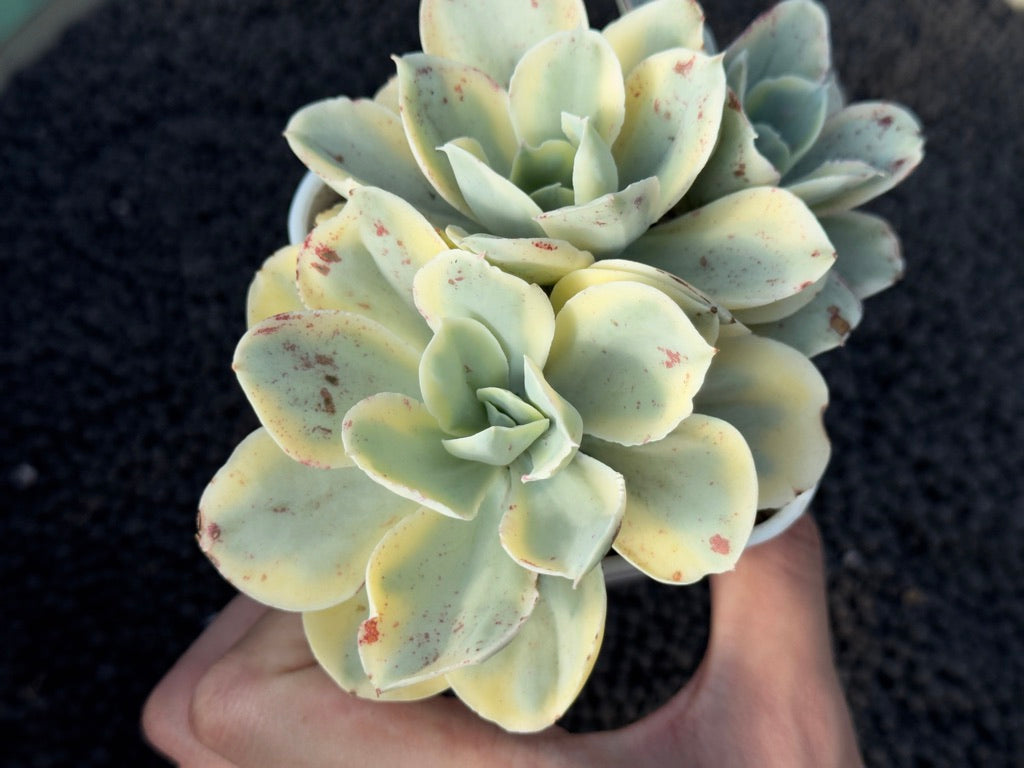 Variegated Echeveria Moon River Korean Succulent Plant