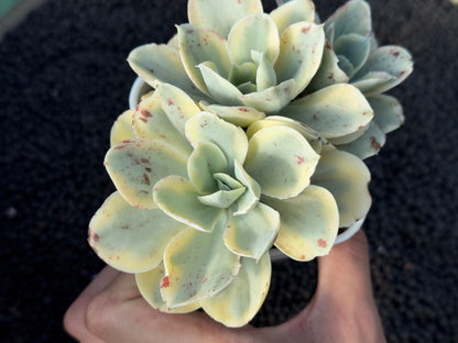 Variegated Echeveria Moon River Korean Succulent Plant