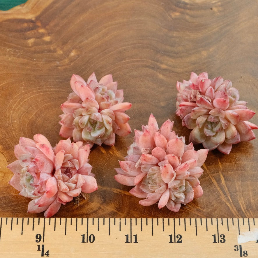 Echeveria Pink Amber triple Imported Succulent Plant