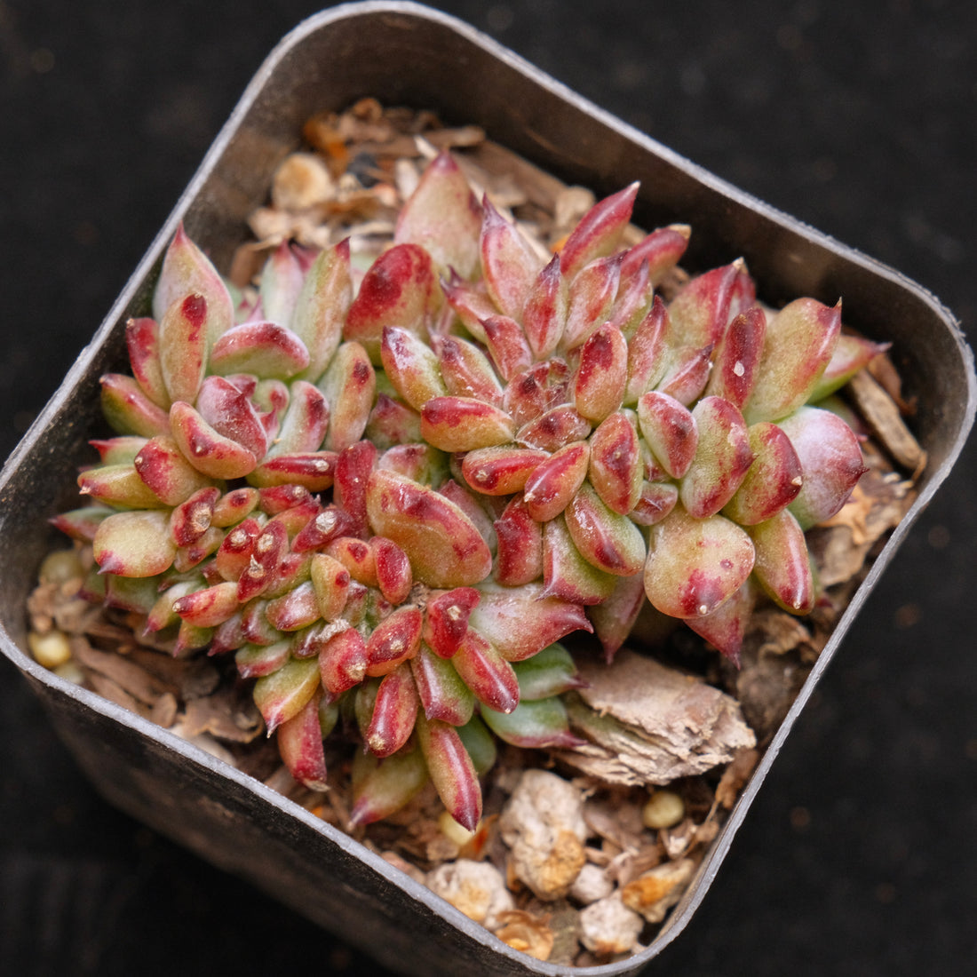 Small Crested Echeveria Ratam Korean Succulent Plant