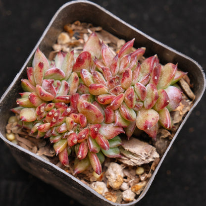 Small Crested Echeveria Ratam Korean Succulent Plant