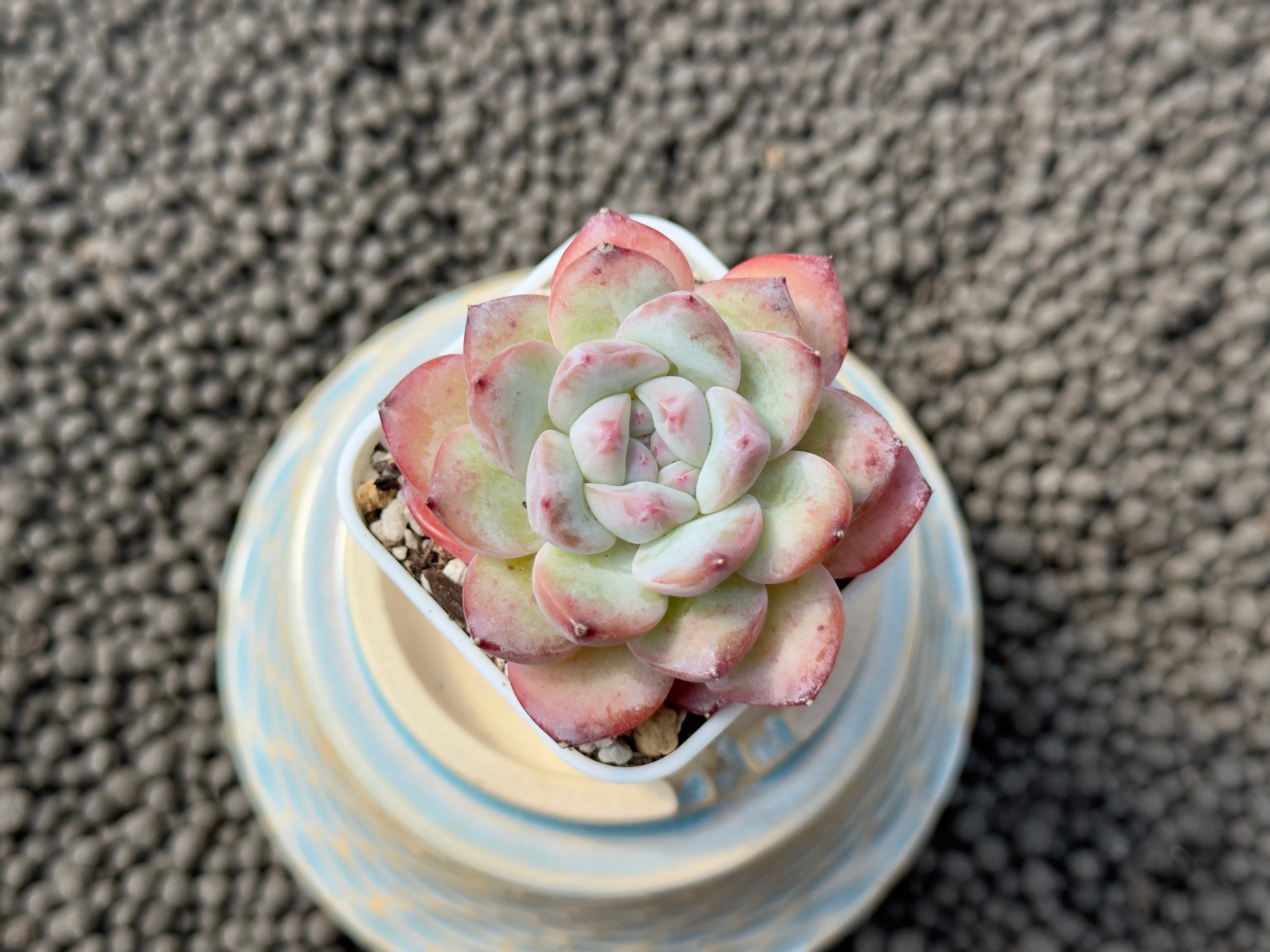 Echeveria Milk Rose Imported Succulent Plant
