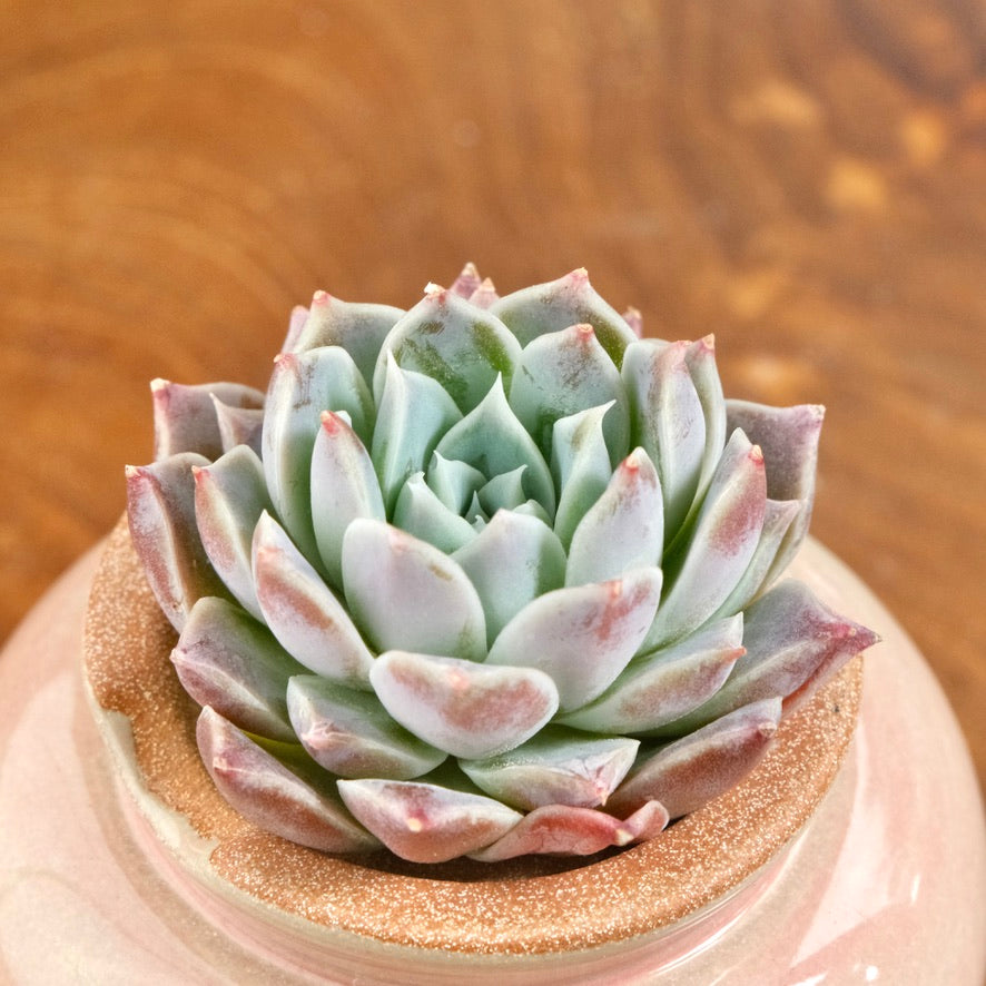 Echeveria Lilac Card Korean Succulent Plant Changhee hybrid