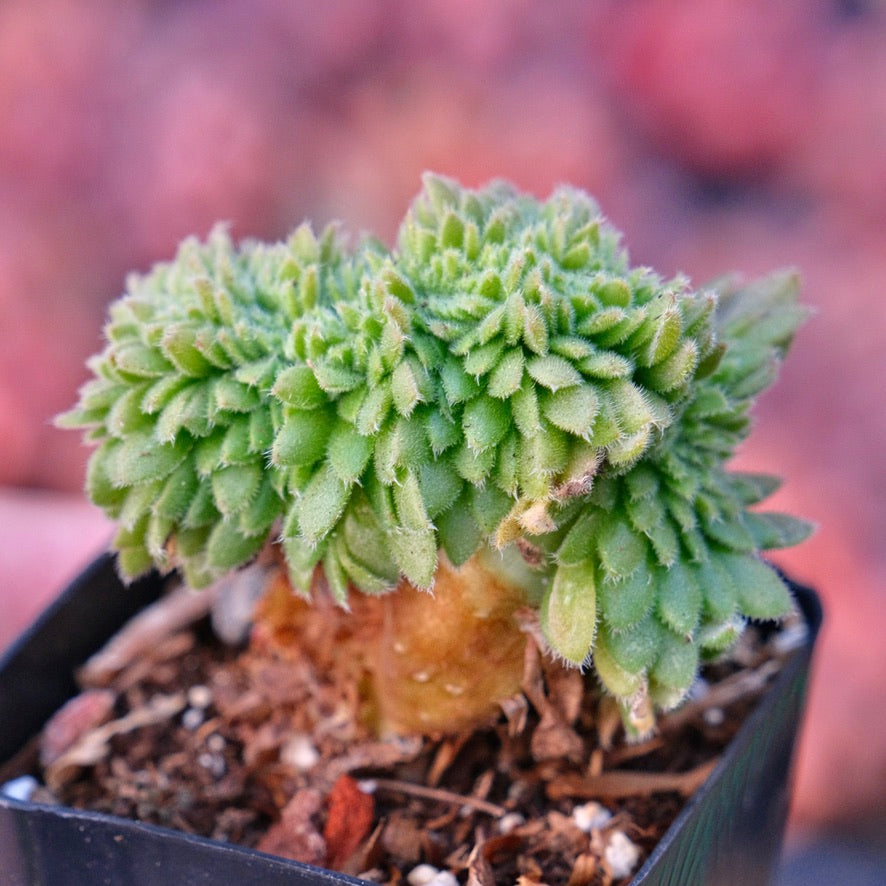 Crested Aeonium tabuliforme Rare Succulent Plant