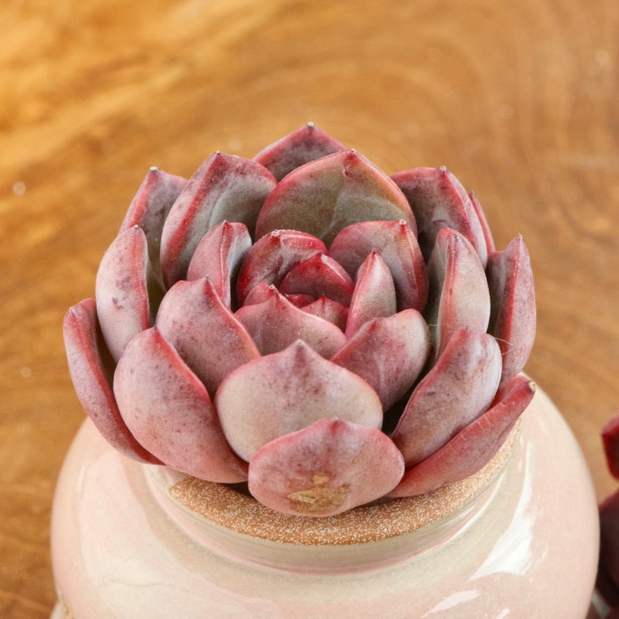 Echeveria Glam Pink Korean Succulent Plant