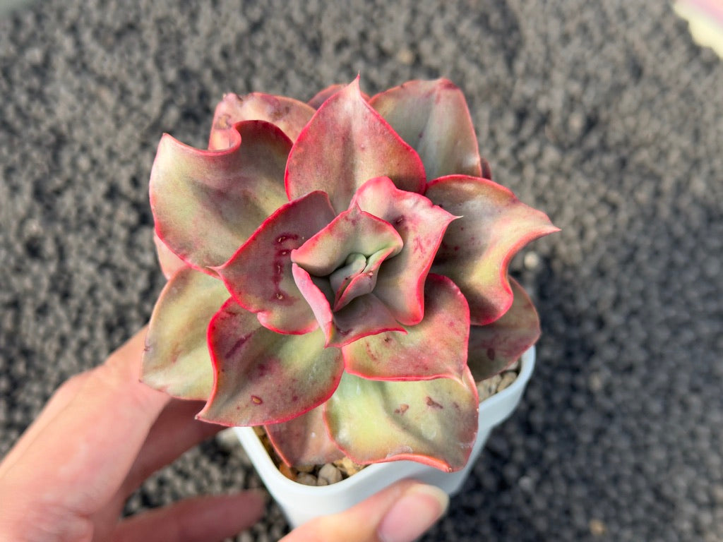 Variegated Echeveria Minigosaong Korean Succulent Plant