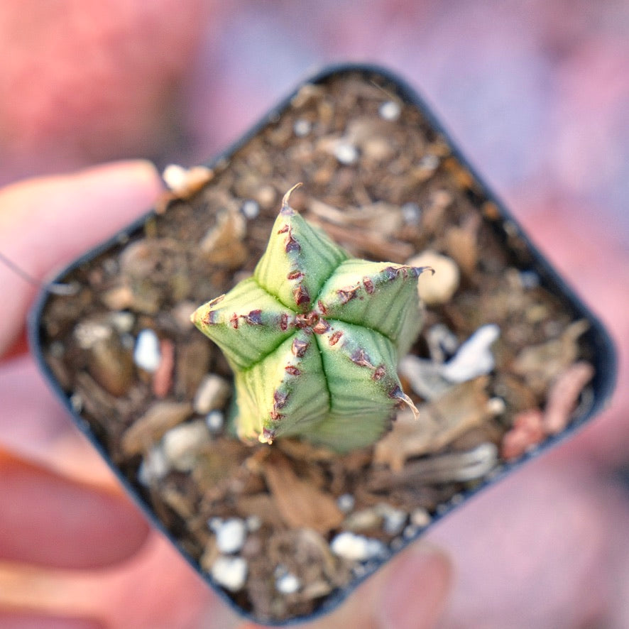 Euphorbia anoplia Succulent Plant