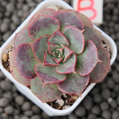 Echeveria Longissima Imported Succulent Plant