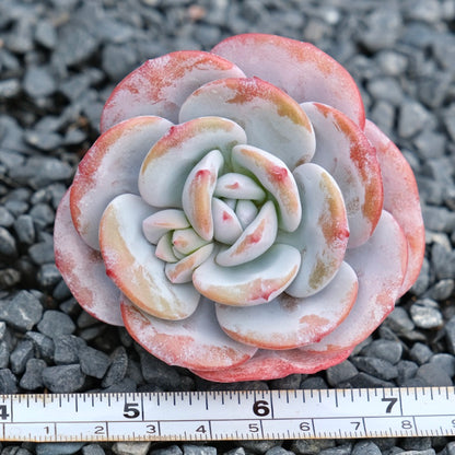 Echeveria laui Imported Succulent Plant