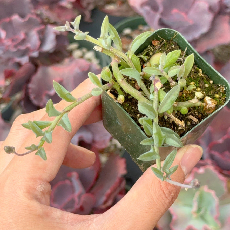 Senecio String of Dolphins Succulent Plant