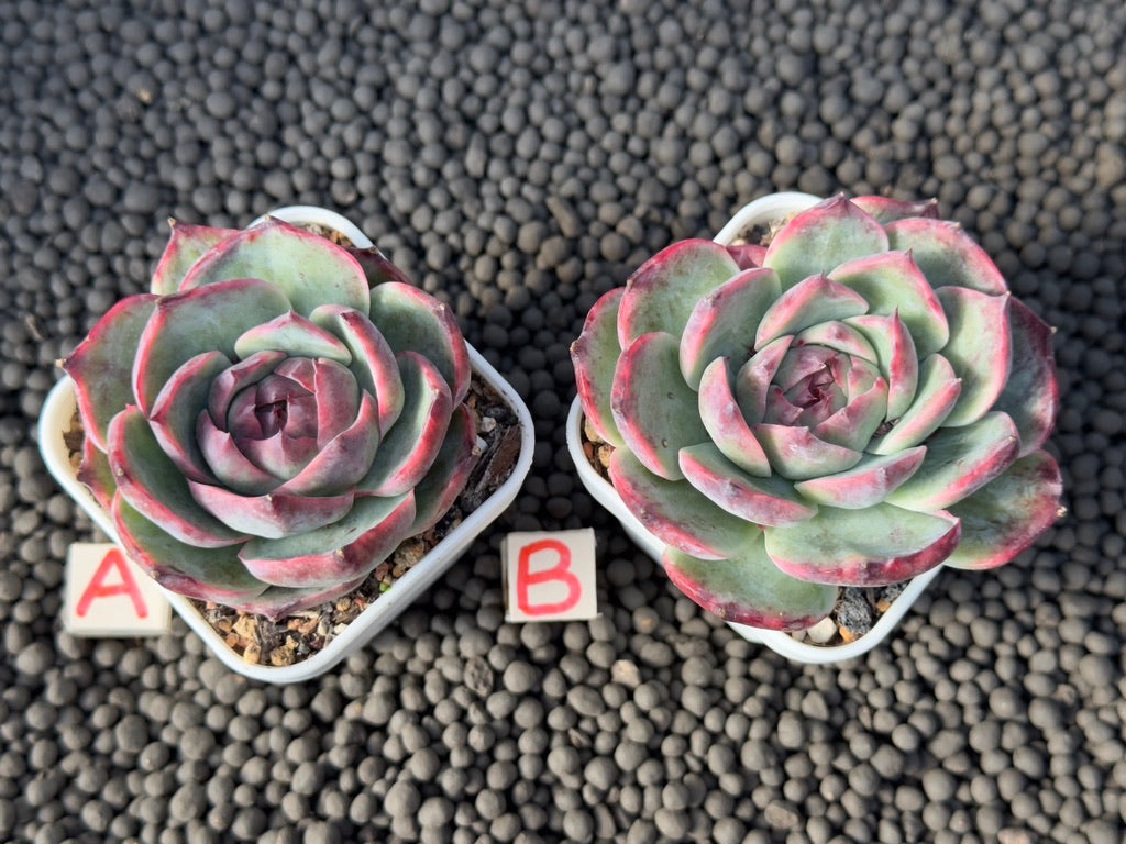 Variegated Echeveria Casio Imported Succulent Plant