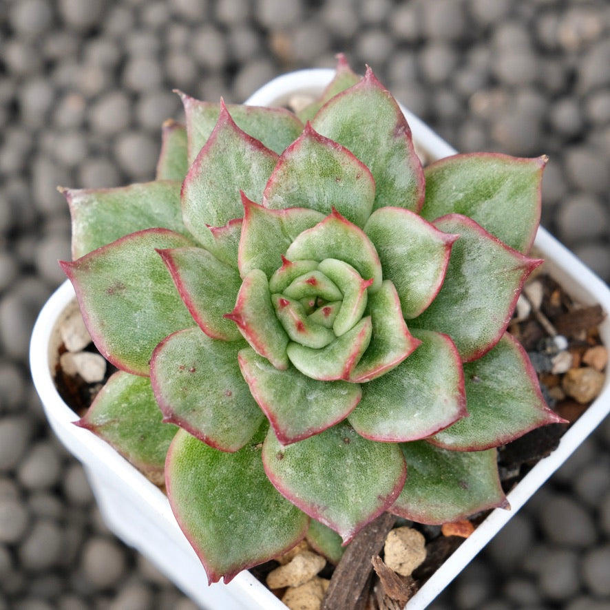 Variegated Echeveria agavoides Korean Succulent Plant