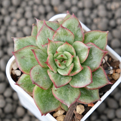 Variegated Echeveria agavoides Korean Succulent Plant