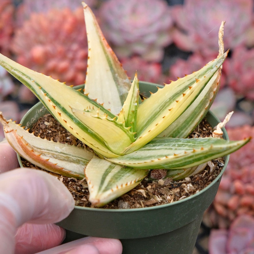 Variegated Aloe Succulent Plant
