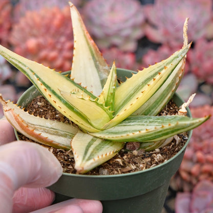 Variegated Aloe Succulent Plant