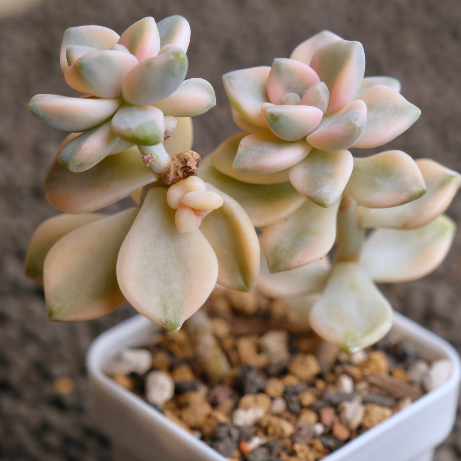 Graptoveria Titubans variegated Imported Succulent Plant - B