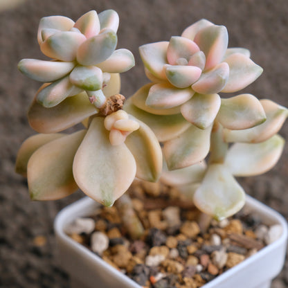 Graptoveria Titubans variegated Imported Succulent Plant - B