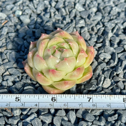 Echeveria Malgan Succulent Plant D