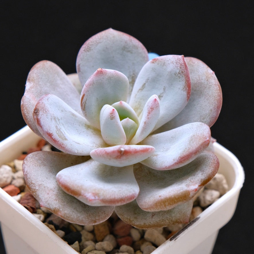 Echeveria Cream Tea hybrid Korean Succulent Plant