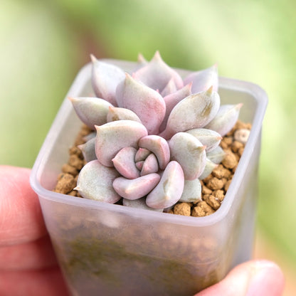 Echeveria Pastel Leon Korean Succulent Plant