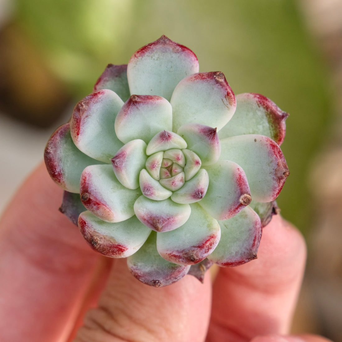 Echeveria First Kiss Korean Succulent Plant Rare Hwaga hybrid