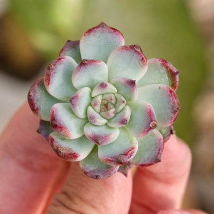 Echeveria First Kiss Korean Succulent Plant Rare Hwaga hybrid