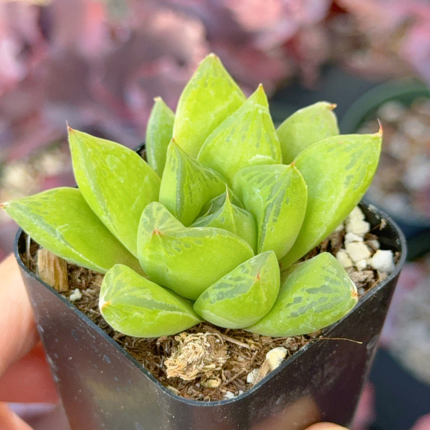 Haworthia cuspidata Succulent Plant