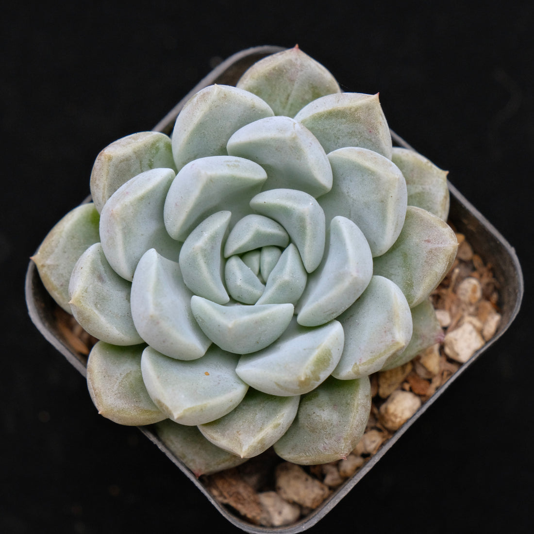 Echeveria Cream Ball Korean Succulent Plant