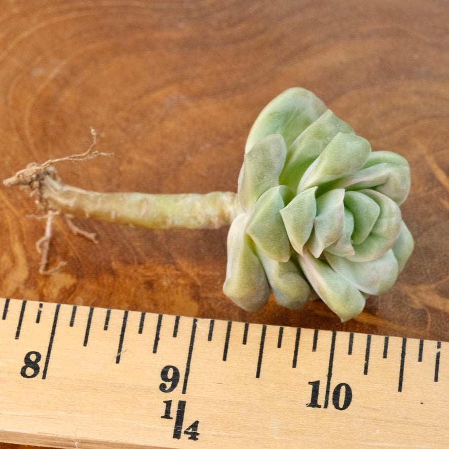 Carunculated Graptoveria Lovely Rose Imported Succulent Plant