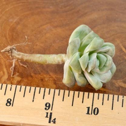 Carunculated Graptoveria Lovely Rose Imported Succulent Plant