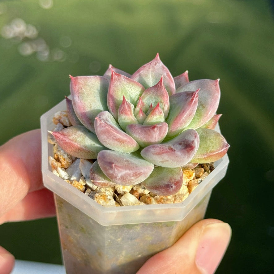 Echeveria Peña Korean Succulent Plant