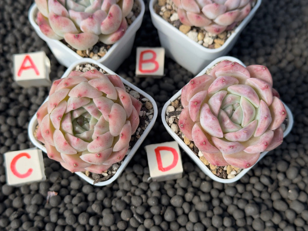 Echeveria Pink Lina Imported Succulent Plant