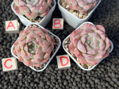 Echeveria Pink Lina Imported Succulent Plant