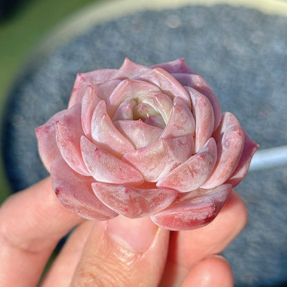 Echeveria Mystery Hybrid Succulent Plant