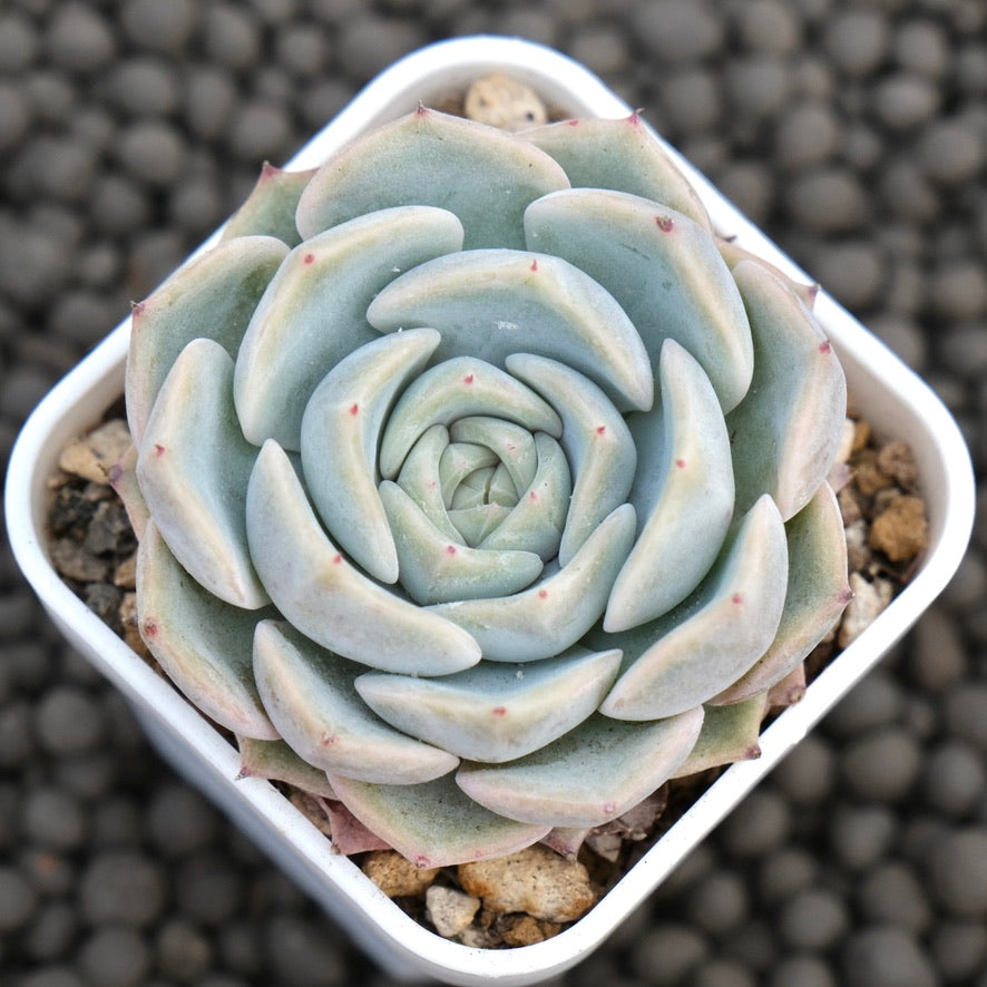 Echeveria Zeppelin Korean Succulent Plant Hwaga Hybrid